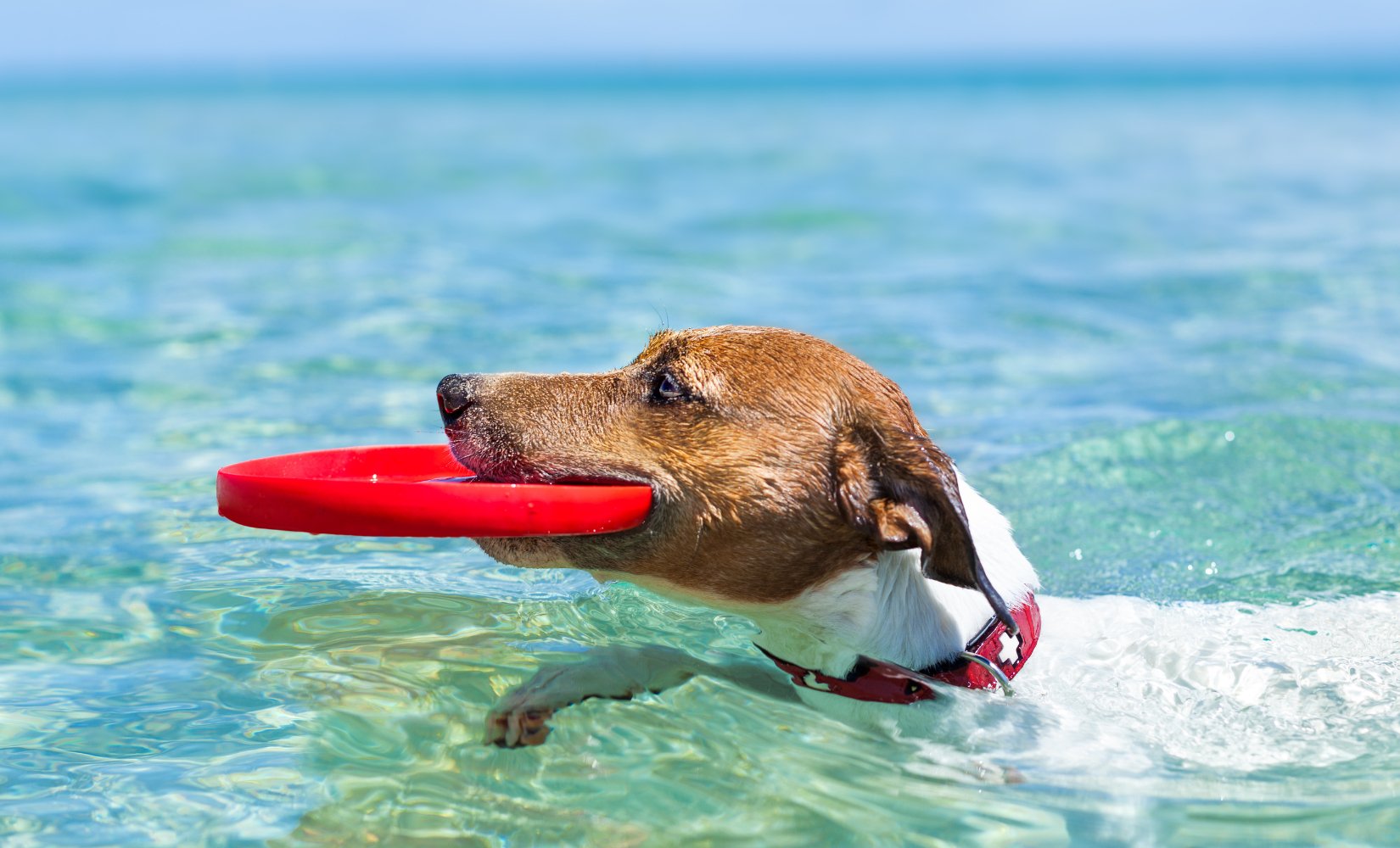 Checklist als je op vakantie gaat met je huisdier - TraumaPet Nederland