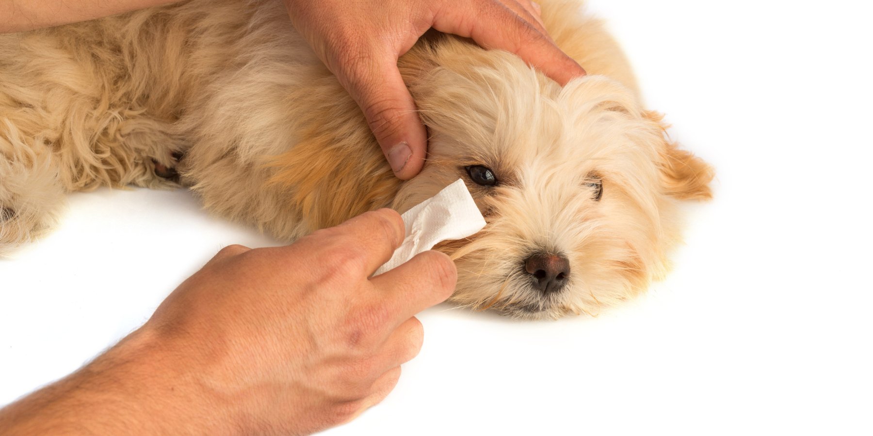 Droge ogen, uitvloeiing, slaap en traanstrepen – tekens van irritatie en infectie - TraumaPet Nederland