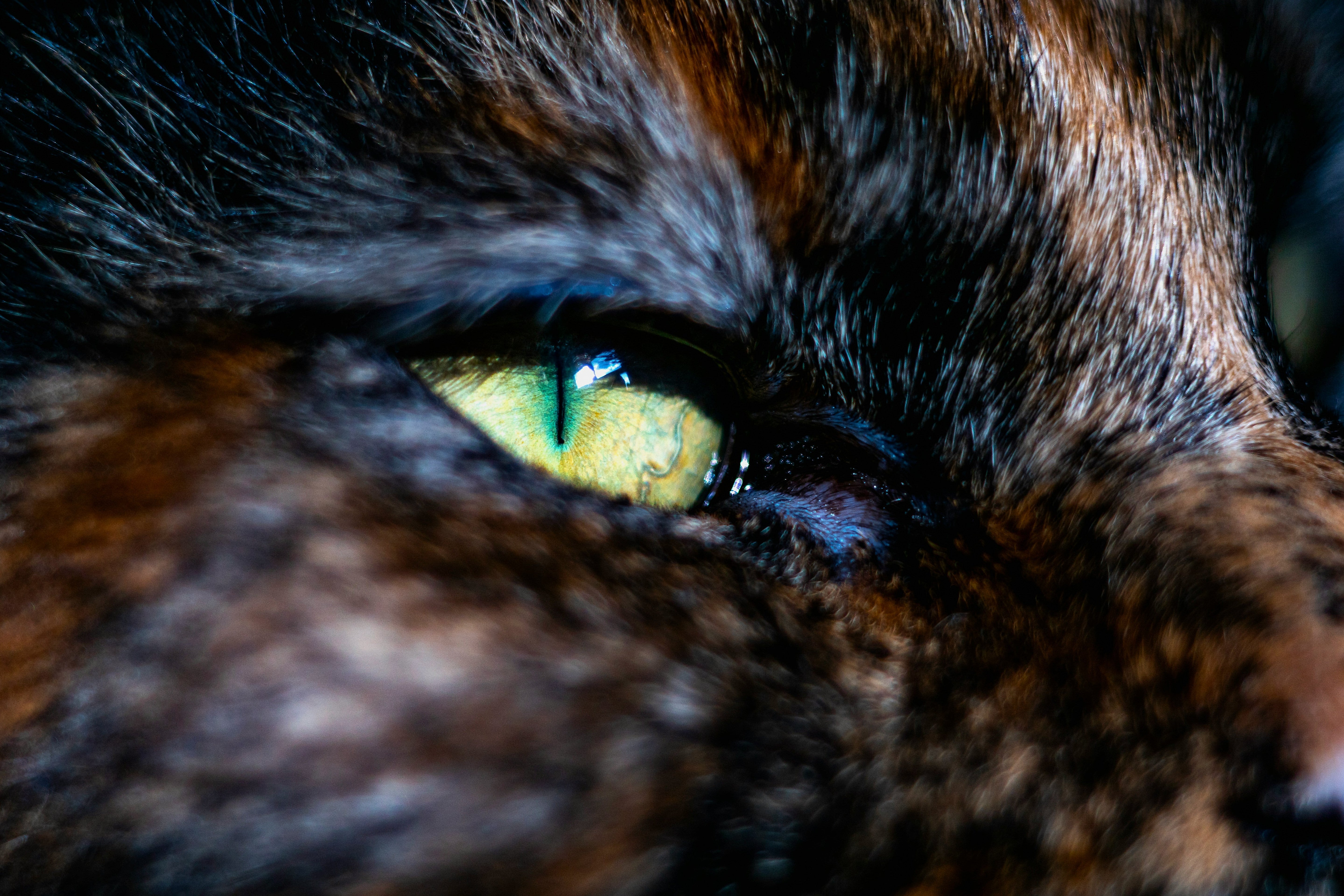 Hooikoorts bij katten: klachten herkennen + oplossingen
