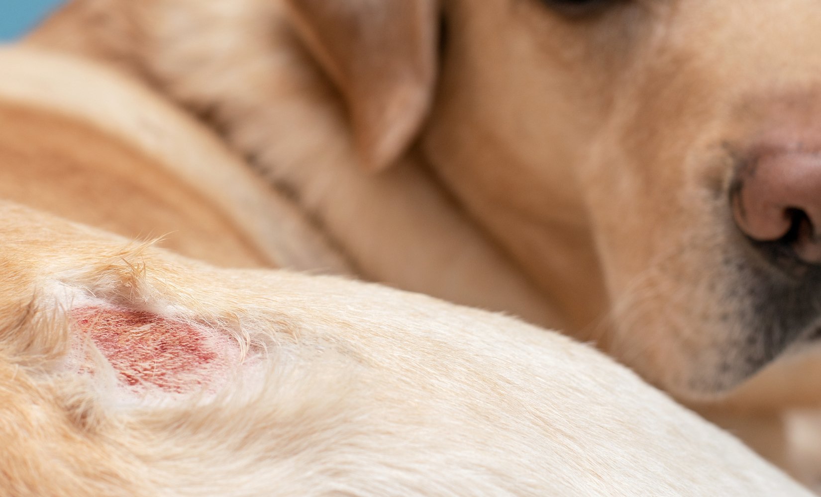 Schurft en puppyschurft bij honden - TraumaPet Nederland