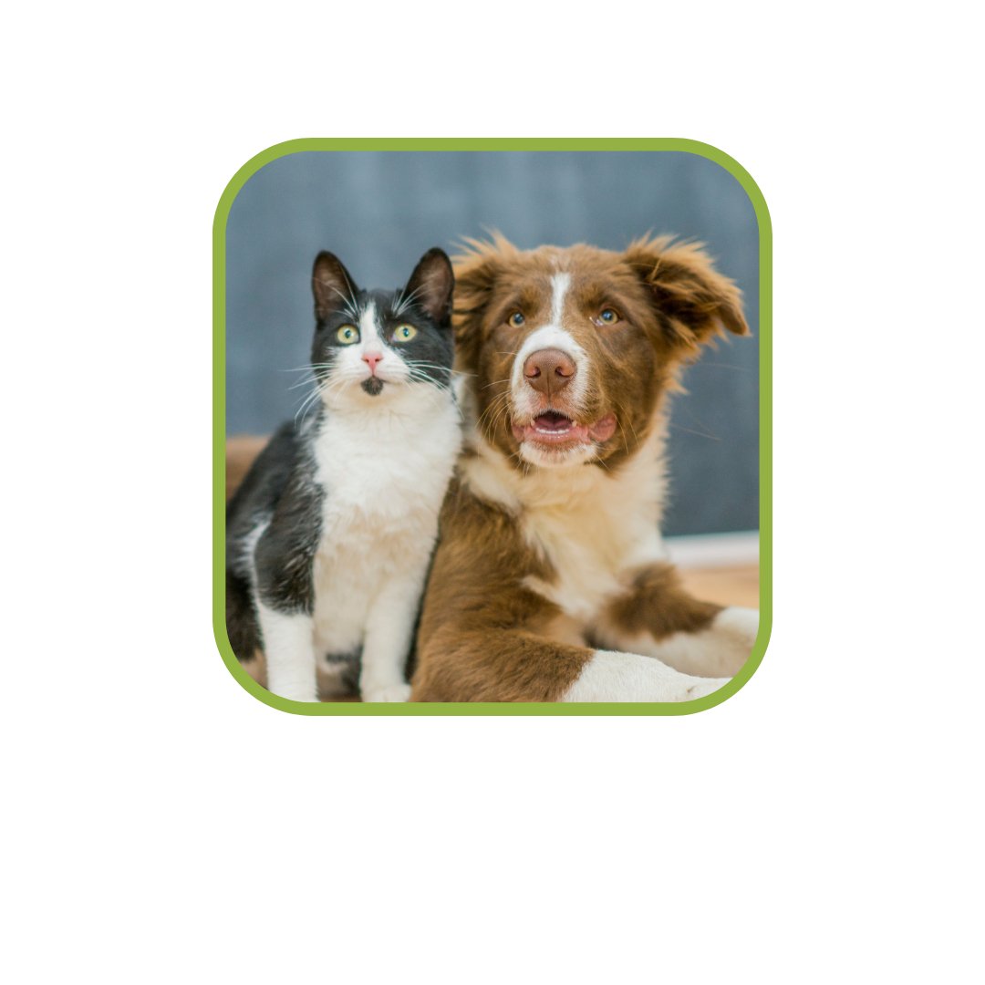 Oogverzorging - TraumaPet Nederland