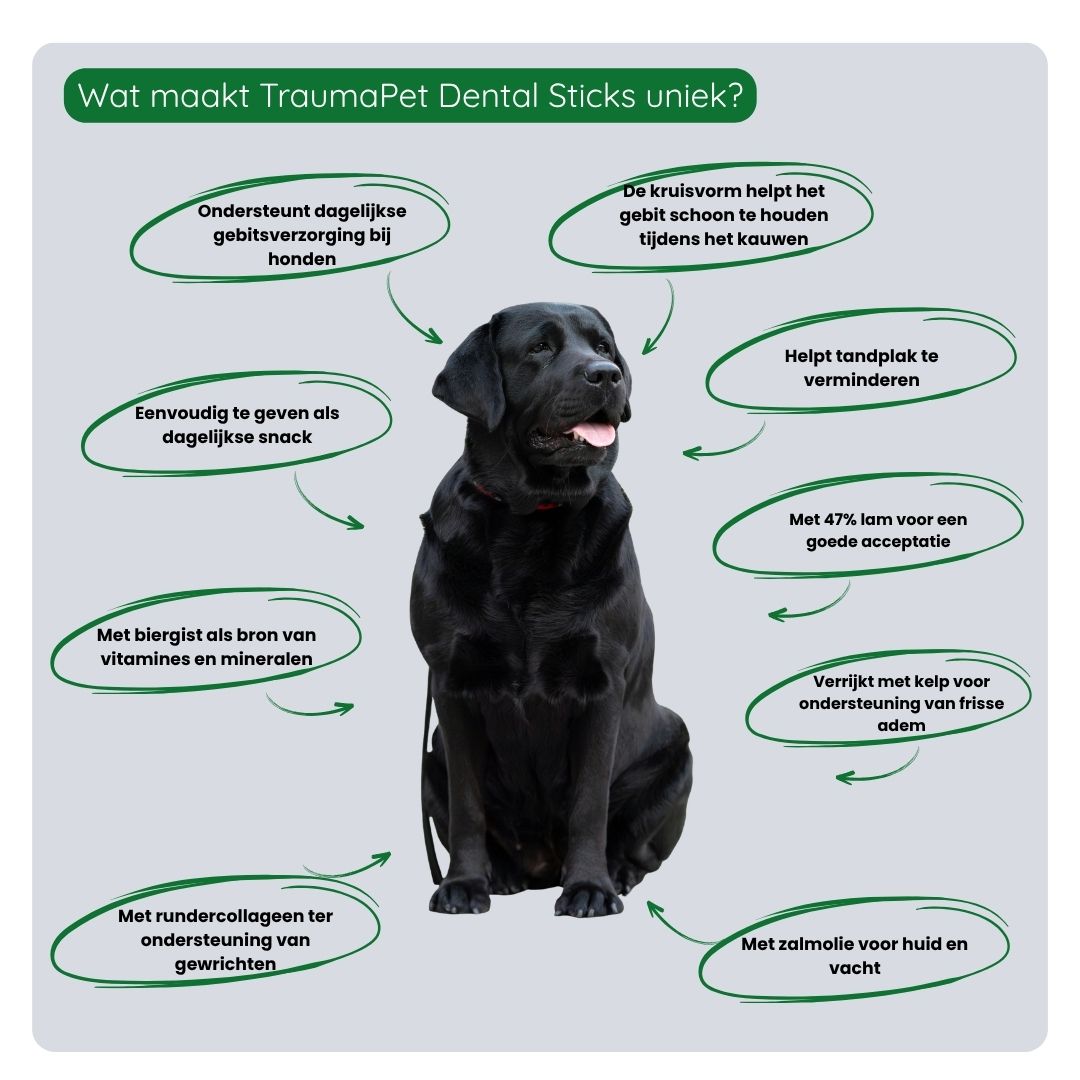 Stappenplan voor correct gebruik van TraumaPet dental sticks — dagelijks als snack geven, juiste hoeveelheid per gewicht volgen en combineren met andere mondverzorging voor optimaal resultaat.