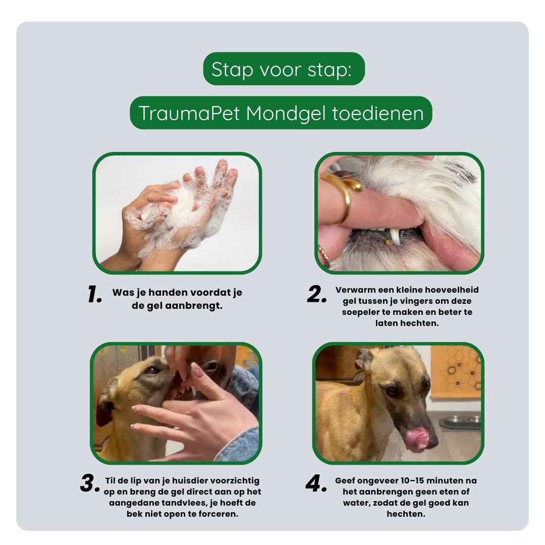 Stappenplan voor correct gebruik van TraumaPet mondgel: gel aanbrengen op tandvlees of mondwond, laten inwerken en niet naspoelen.