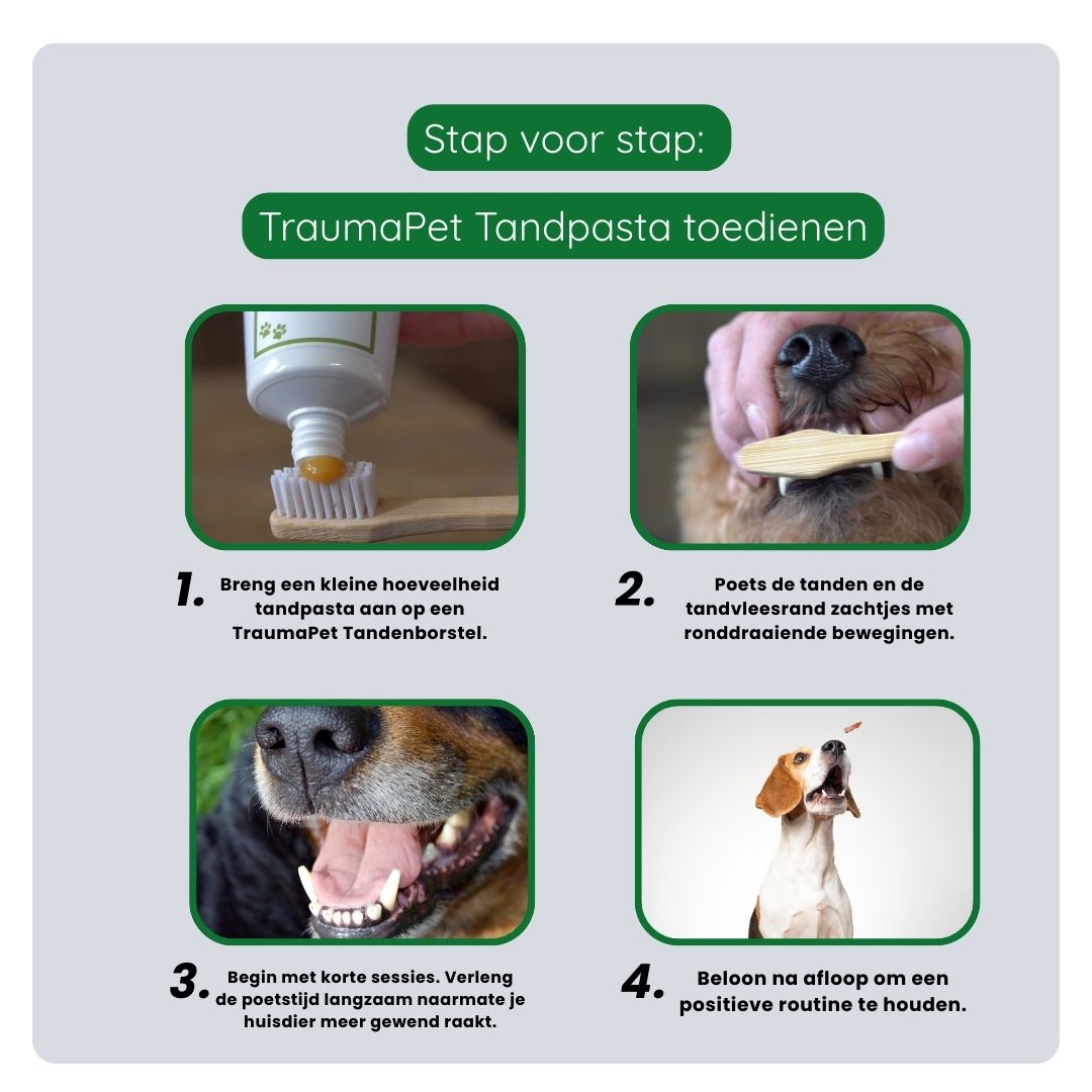 Stappenplan voor correct gebruik van TraumaPet Tandpasta: huisdier laten wennen, tandpasta op de borstel aanbrengen en voorzichtig tanden en tandvlees poetsen.