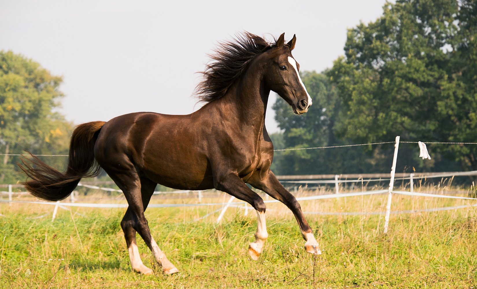 10 Leuke feitjes over paarden - TraumaPet Nederland
