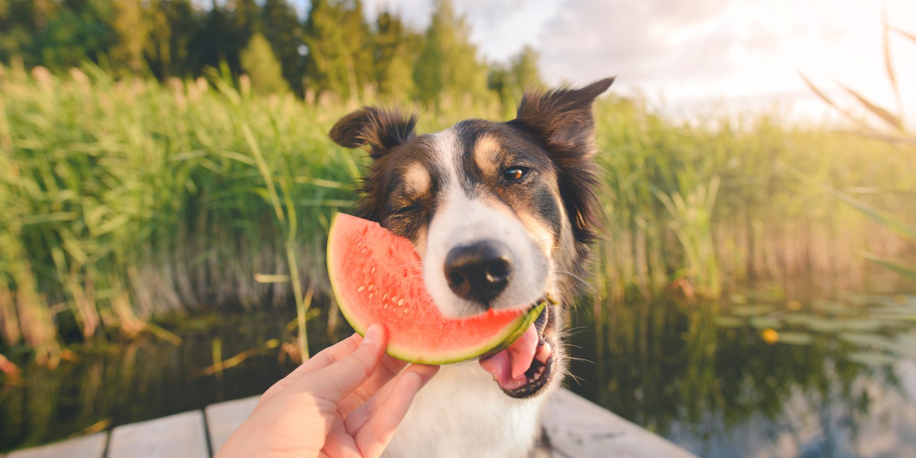 8 Redenen waarom Zeoliet jouw hond gezonder maakt - TraumaPet Nederland