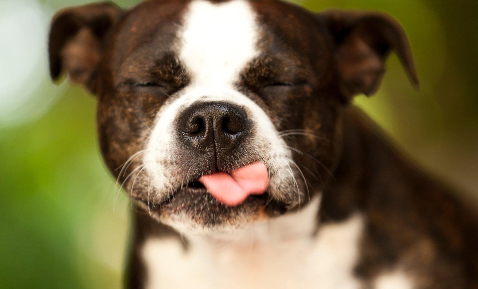 9 tips tegen hondengeur in huis - TraumaPet Nederland