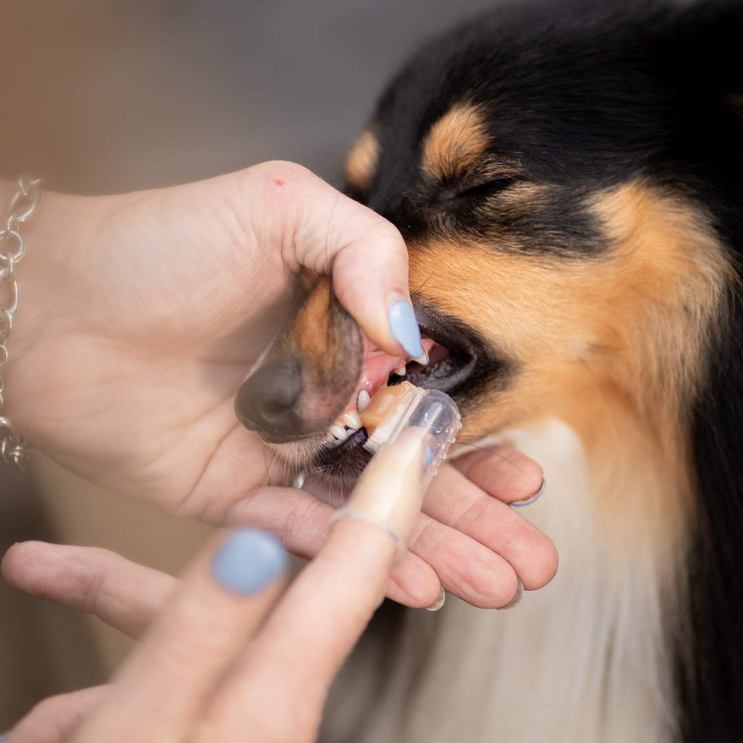 Wat te doen bij bloedend tandvlees of wondjes in de mond bij honden en katten?
