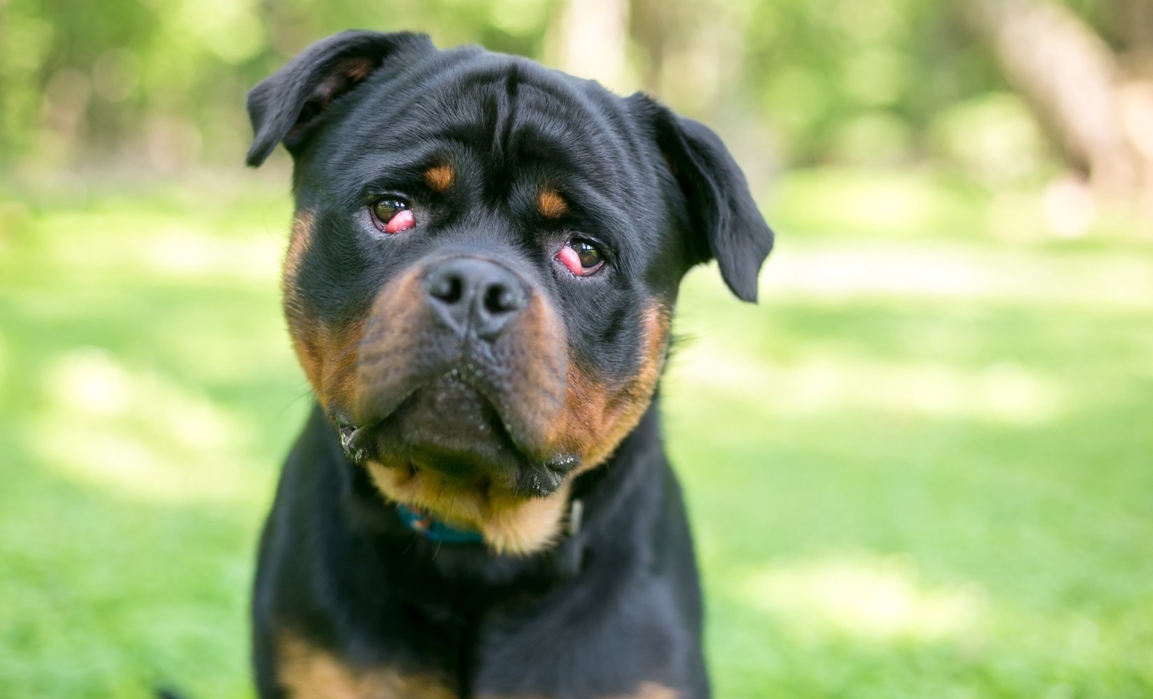 Cherry-eye bij honden - TraumaPet Nederland