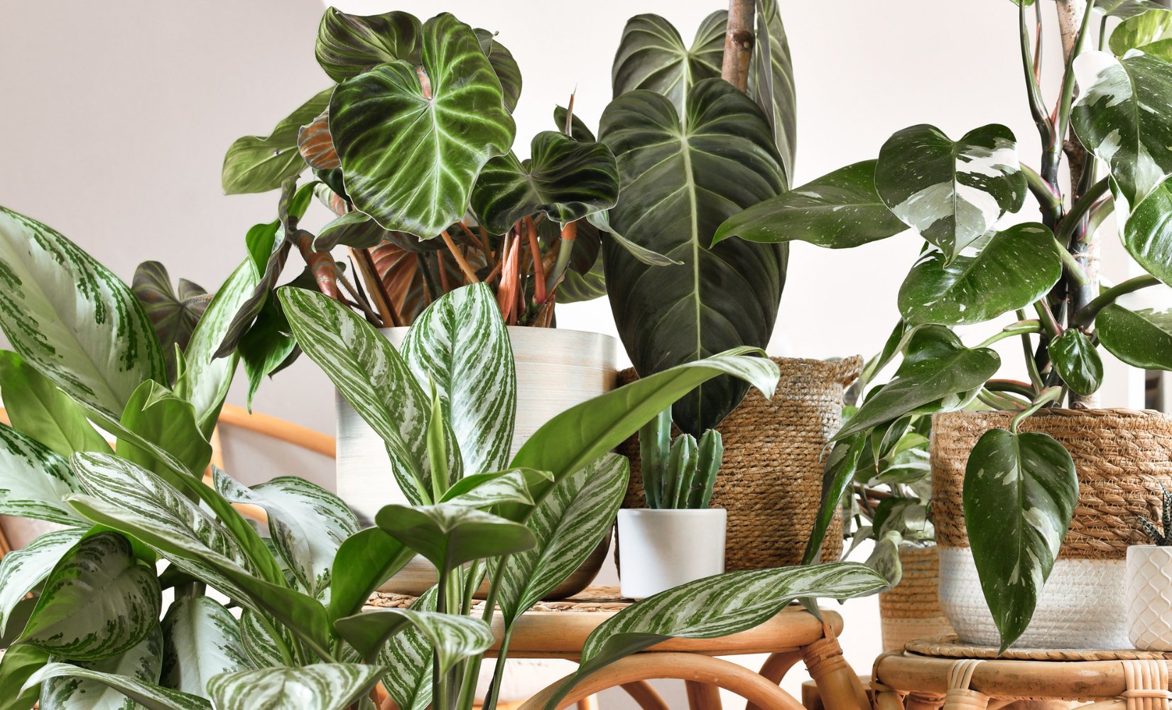 Giftige kamerplanten voor honden - TraumaPet Nederland