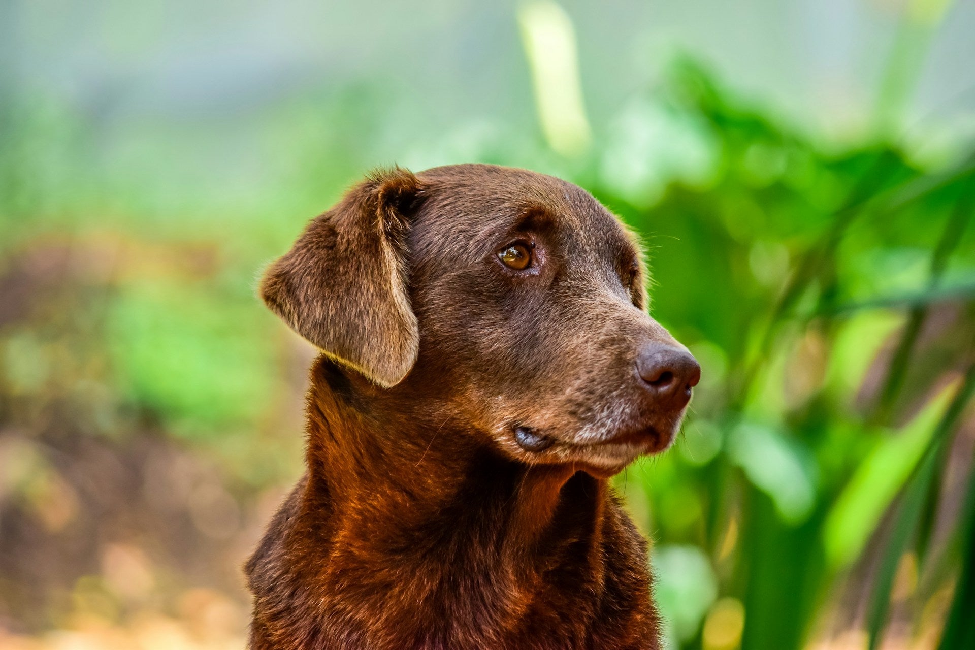 Glucosamine voor honden: waar is het goed voor? - TraumaPet Nederland
