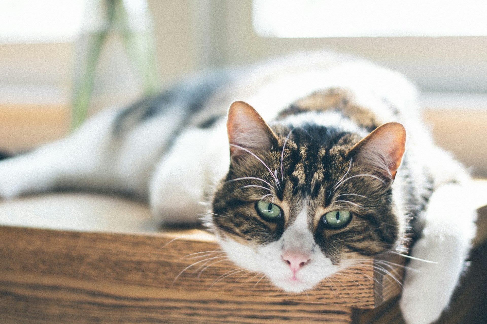 Glucosamine voor katten: wat je moet weten voor je het koopt - TraumaPet Nederland