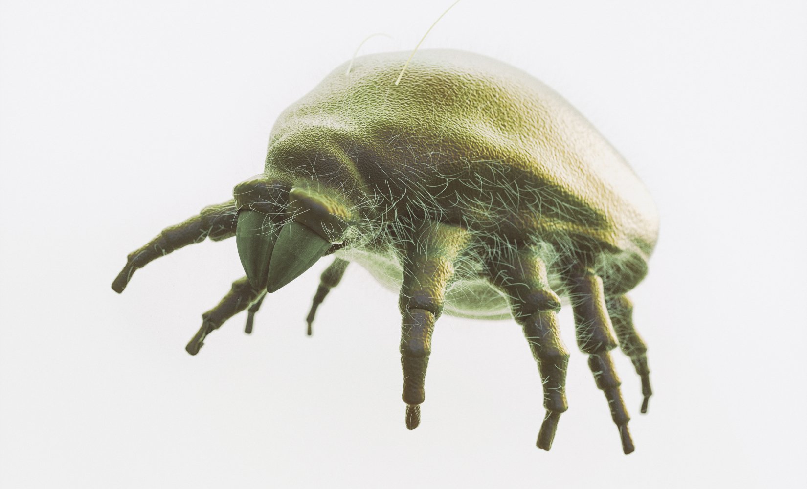 Herfstmijt bij hond en kat - TraumaPet Nederland