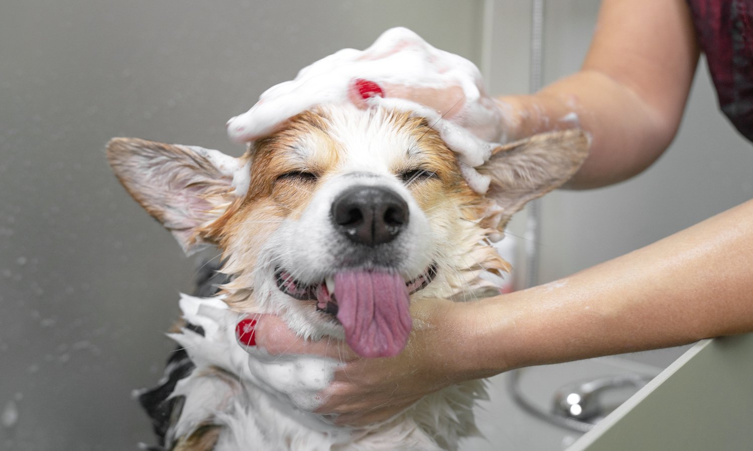 Hoe en hoe vaak moet ik mijn hond wassen? - TraumaPet Nederland