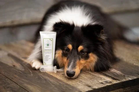 Hoe poets ik de tanden van mijn hond? - TraumaPet Nederland