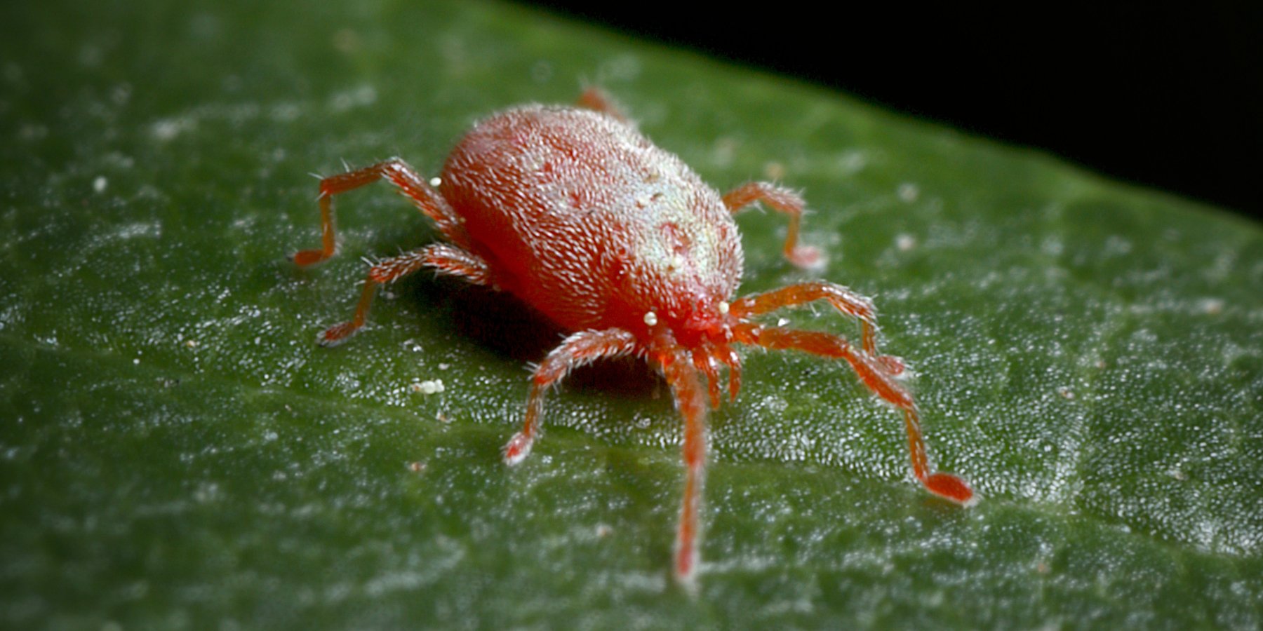 Lyme bij honden: Symptomen, behandeling en voorkomen - TraumaPet Nederland