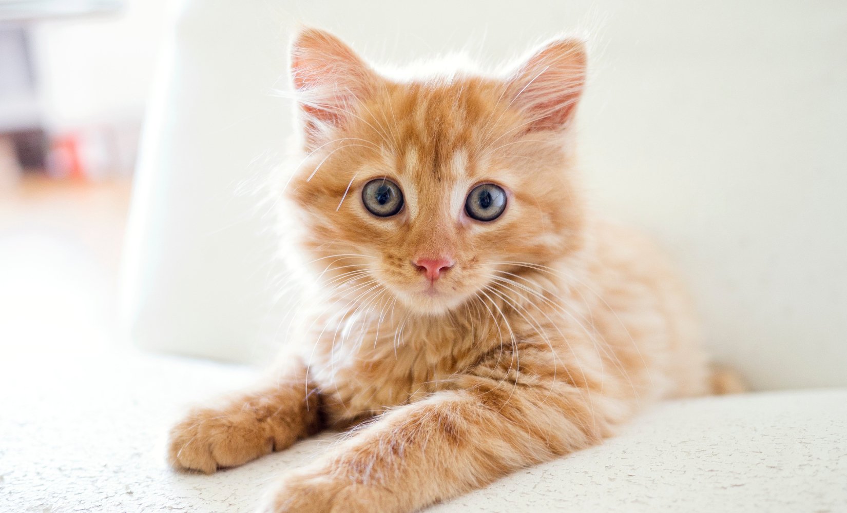 Oogverzorging van je kat - TraumaPet Nederland