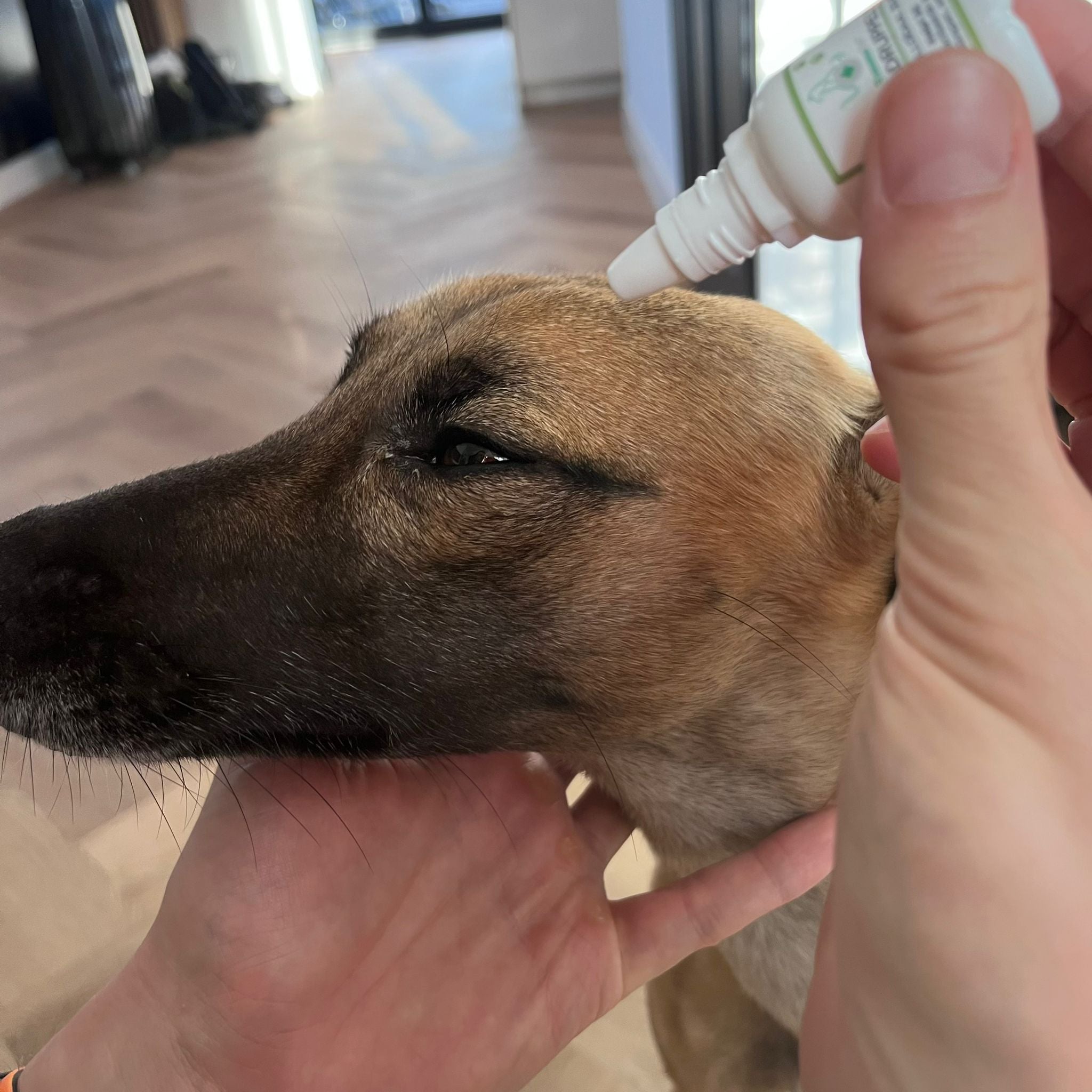 Slechtziendheid bij honden - TraumaPet Nederland