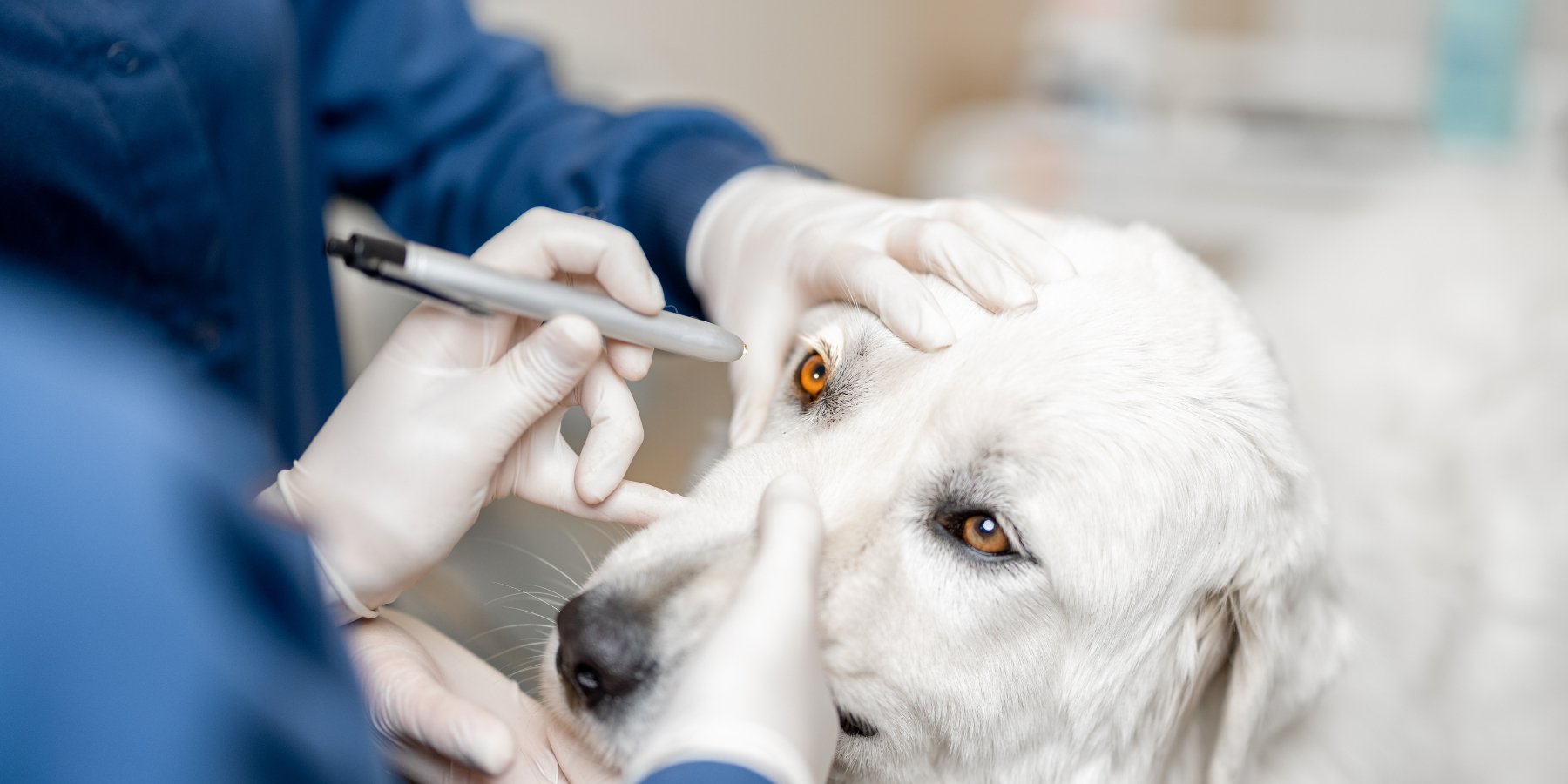 Tips voor gezonde ogen: let op lange haren, stof, pollen en krasjes - TraumaPet Nederland