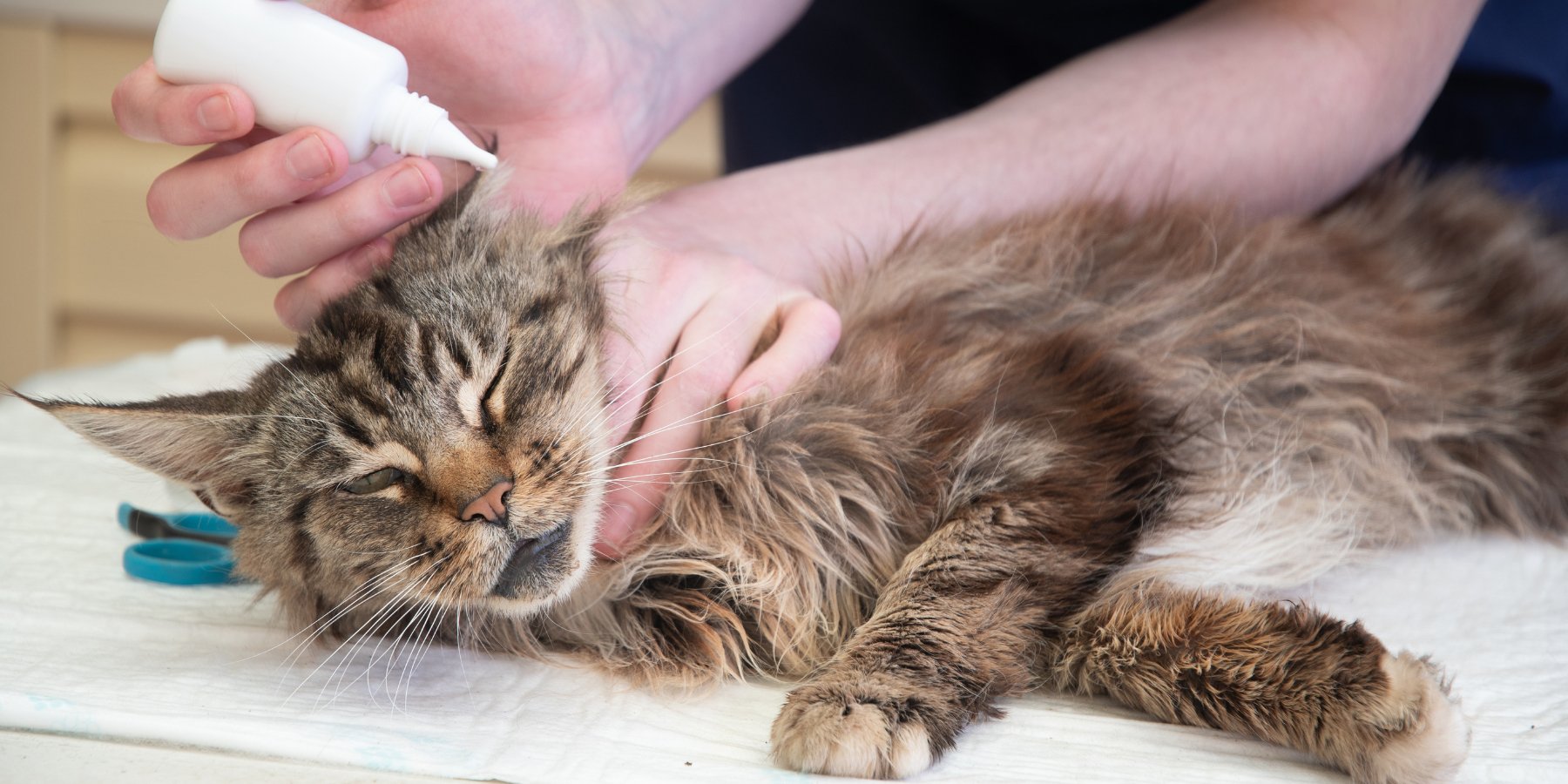 Tips voor het toedienen van oordruppels bij katten - TraumaPet Nederland