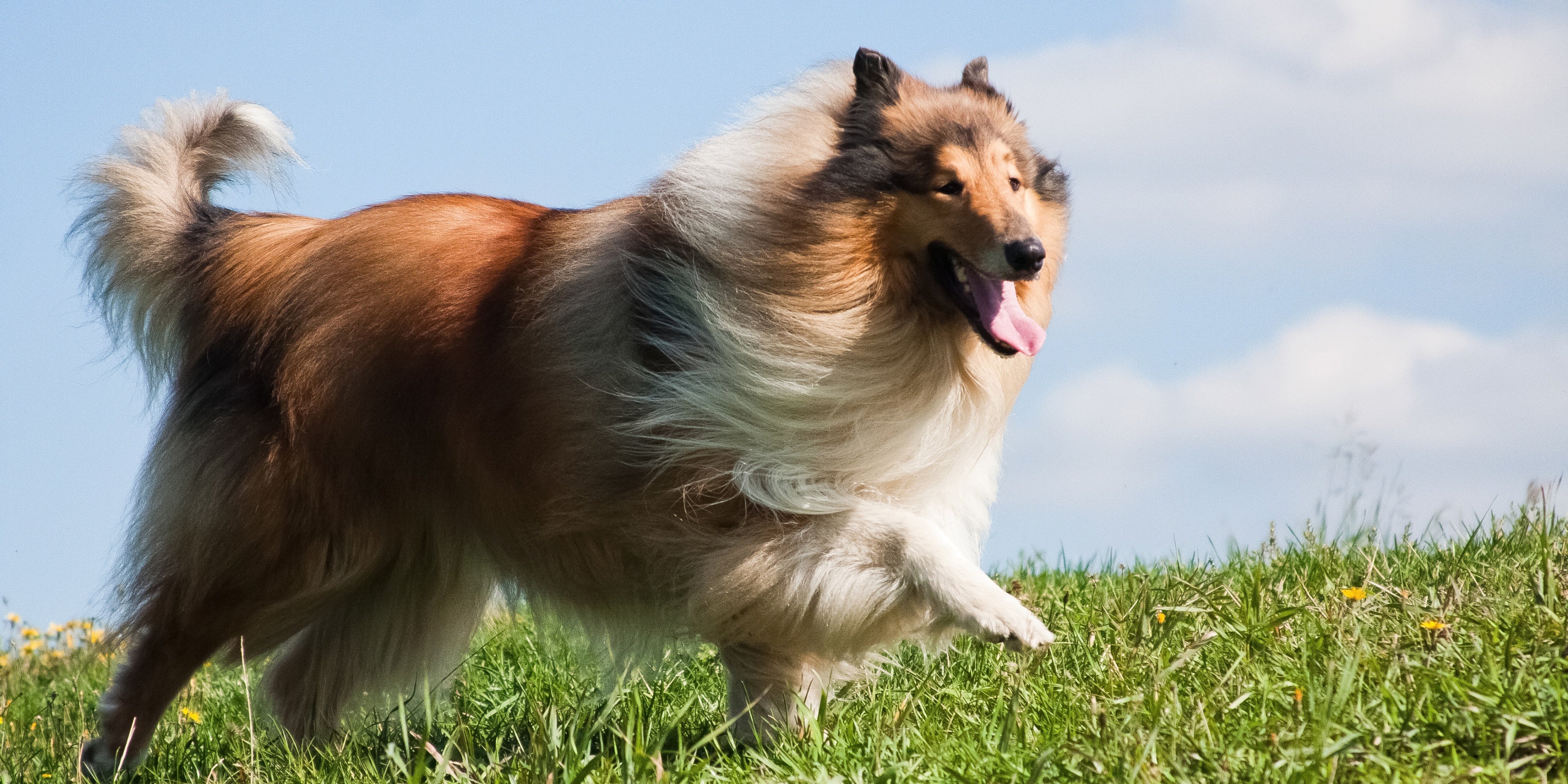 Vachtverzorging langharige hond - TraumaPet Nederland