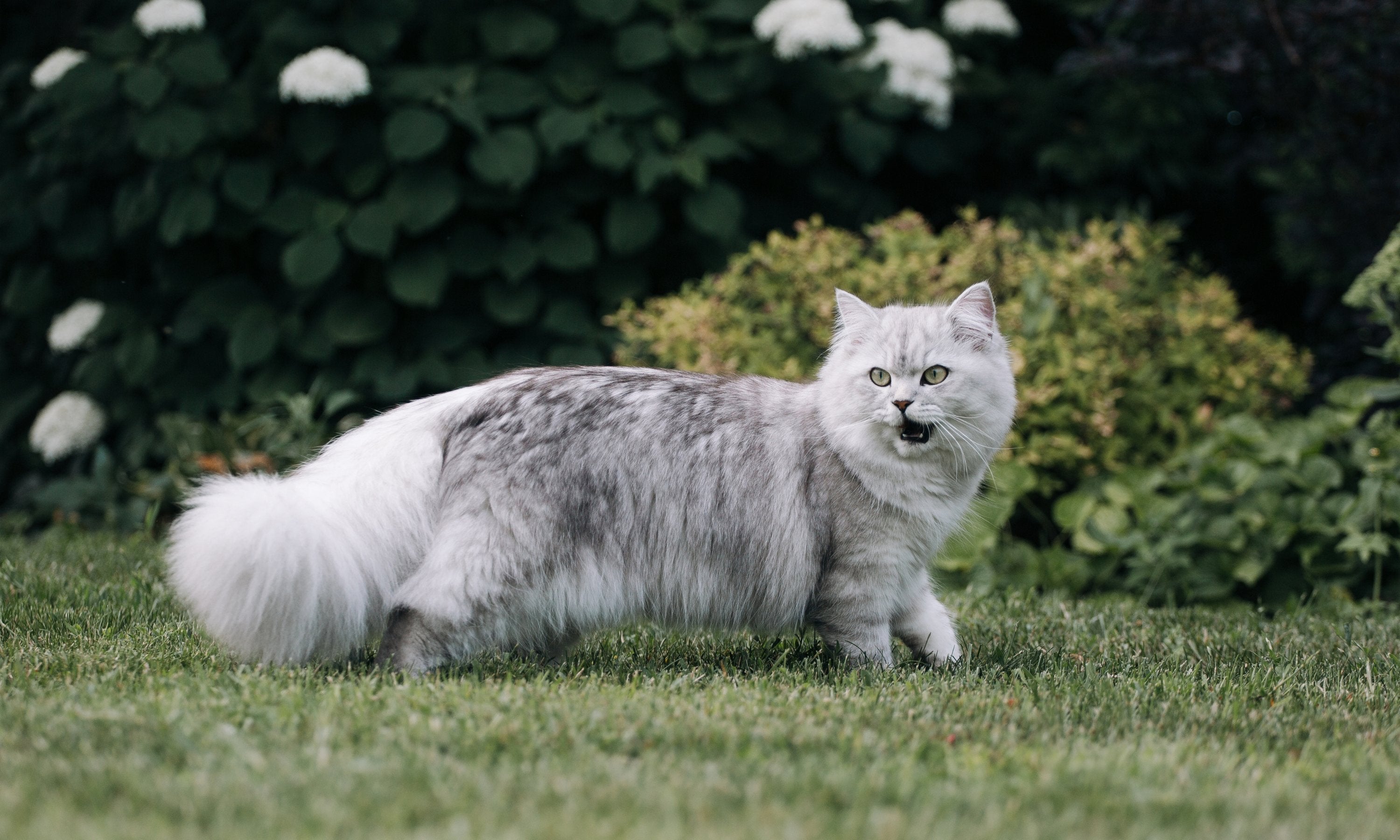 Vachtverzorging van een langharige kat - TraumaPet Nederland