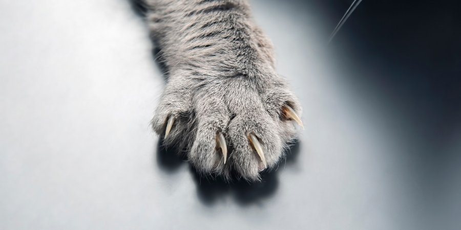 Wat te doen bij bijten, likken, of jeuk aan de pootjes? - TraumaPet Nederland