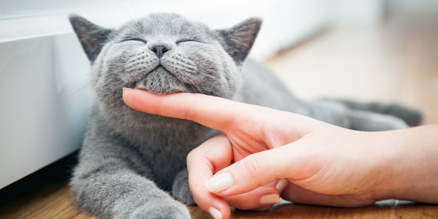 Zeoliet voor katten: 6 redenen hoe Zeoliet het welzijn helpt te verbeteren - TraumaPet Nederland