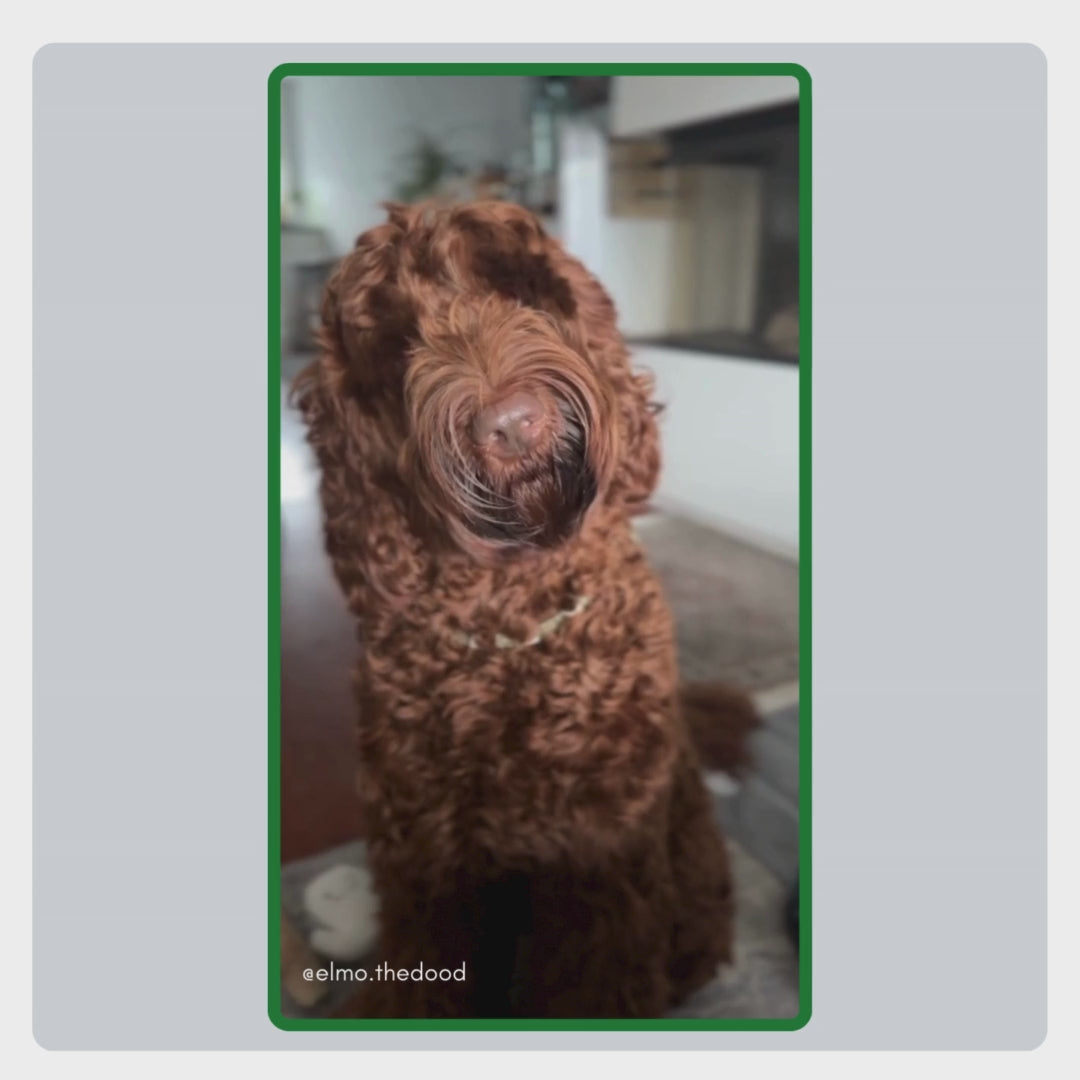 User generated video van @elmo.thedood die laat zien hoe TraumaPet Oordruppels eenvoudig worden toegepast en zorgen voor rust en comfort bij gevoelige oren.