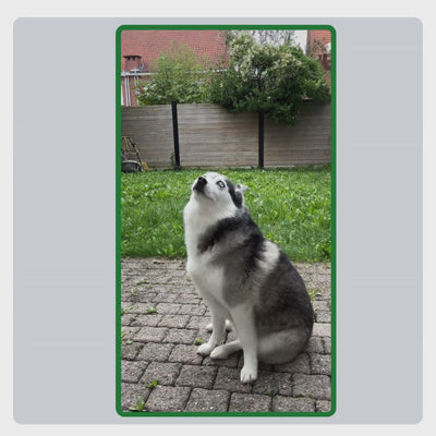 Video met uitleg over het gebruik van TraumaPet Vachtspray, gelijkmatig over de vacht sprayen, vooral vóór wandelingen.