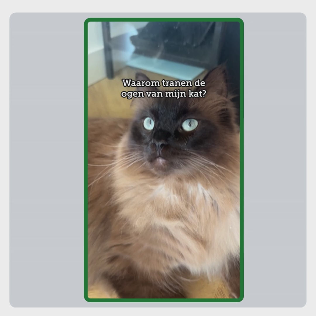 Video-uitleg hoe TraumaPet Oogdruppels correct worden aangebracht, oogomgeving reinigen, ooglid voorzichtig openen en druppel veilig toedienen.