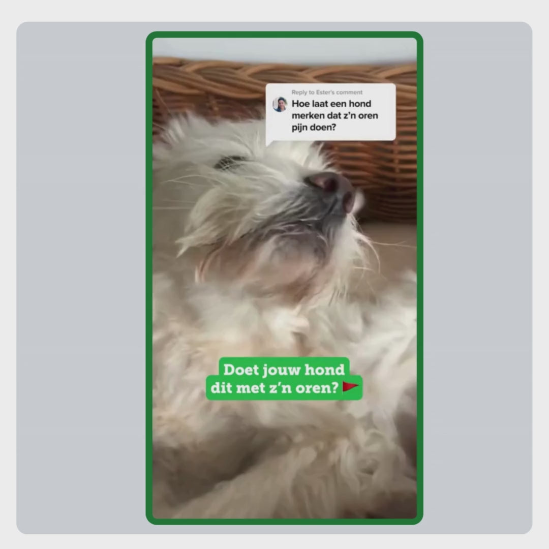 Video met uitleg over het gebruik van de Anti-Jeuk Set: Oor: oren reinigen met Wet Wipes, oordruppels toedienen met pipet en Zeolite dagelijks door het voer mengen.