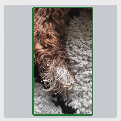 Video-uitleg hoe TraumaPet huidcreme correct wordt aangebracht: huid reinigen, creme doseren en gelijkmatig inmasseren op probleemzones.