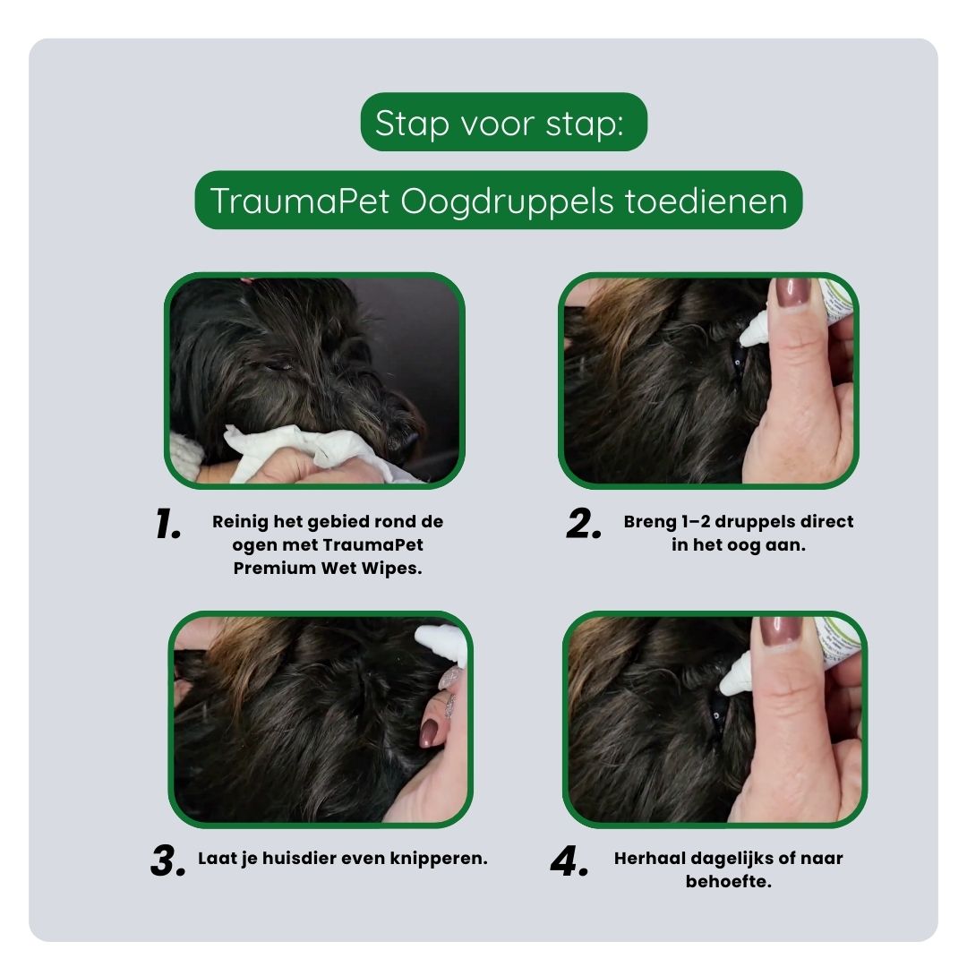Uitleg hoe TraumaPet Oogdruppels correct worden aangebracht, gebied rond het oog reinigen, ooglid optillen en de druppel zorgvuldig aanbrengen.